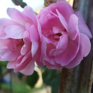 Meet your Posher, Hope